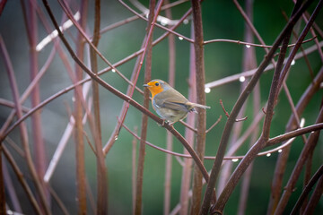 Robin in the tree branches 