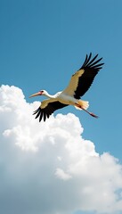 Fototapeta premium A large white bird with black wings soars gracefully against a vibrant blue sky, fluffy white clouds dotting the background.