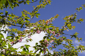 Pink cherry blossom branches