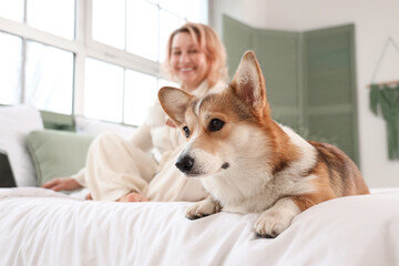 Beautiful happy mature woman in pajamas with cute Corgi dog sitting on bed at home