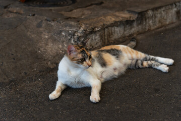 A white, yellow and brown female cat lying on the ground of a street.