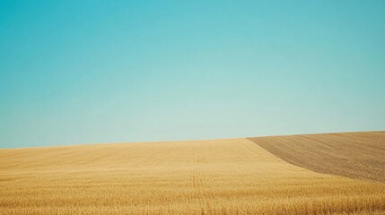 Golden field, blue sky, harvest, rural landscape, summer, agriculture, background, design