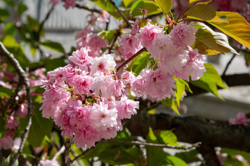 Pink cherry blossom branches