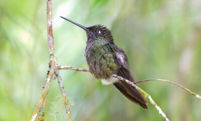 Portrait of a rivoli's hummingbird perched on a branch.