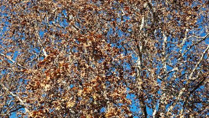 Bare tree branches with dry autumn leaves against a blue sky
