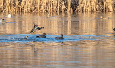 Gadwall duck flies over a lake, other ducks swimming below it at sunset.