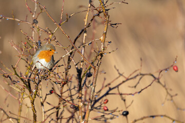 Sunlit Robin (erithacus rubecula) perched in a bare, shrubby bush in winter - Yorkshire, UK in January