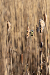 A wild and natural Blue Tit (Cyanistes caeruleus) perched on a fluffy bullrush at a wetland...