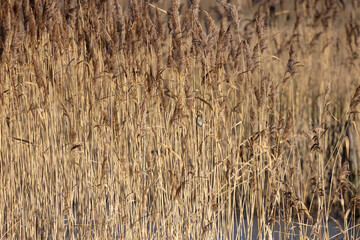 Environmental, habitat shot of a Blue Tit (Cyanistes caeruleus) perched on rushes at a wetland...