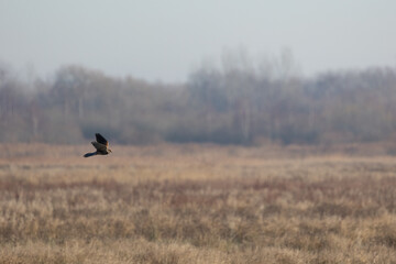 Kestrel (Falco tinnunculus), flying high over a reedbed habitat, in the sunshine. Yorkshire, UK in Winter
