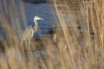 An intimate photo beautifully sunlit Grey Heron (Ardea cinerea) glimpsed through the reeds in a wetland habitat. Yorkshire, UK in Winter