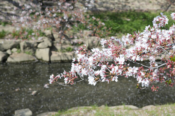 河川敷の桜