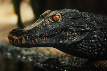 Fototapeta premium Cuvier's dwarf caiman (Paleosuchus palpebrosus) portrait detail and eyes.