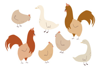 Clipart of farm chicken, duck, goose, rooster hand drawn vector illustrations isolated on transparent background. Farm life birds and animals. 