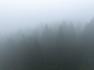 Thick fog blankets a dark forest of Douglas fir trees in the Pacific Northwest. The moisture fog brings keeps the native biodiversity healthy and hearty.