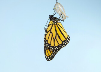 Close up of one Monarch Butterfly hanging from a chrysalis, wings slowly extending, wings almost fully extended. Light blue background.
