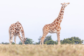 Netzgiraffen