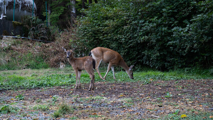 deer in the forest