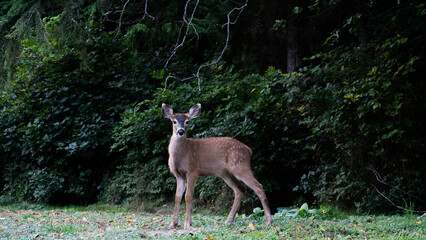 deer in the woods