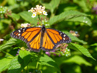 Monarchfalter