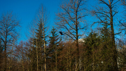 American eagle