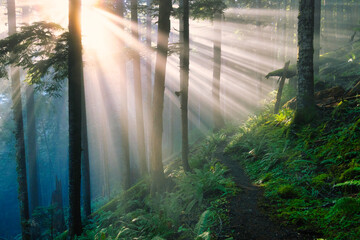Fototapeta premium Sunbeams in Forest