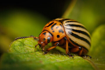 Macro shot of a Colorado potato beetle (Leptinotarsa decemlineata) on a leaf, known as an agricultural pest that damages potato plants and other nightshade crops