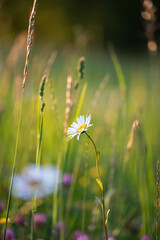 A single daisy illuminated by golden hour sunlight, surrounded by vibrant green grass and soft bokeh in the background