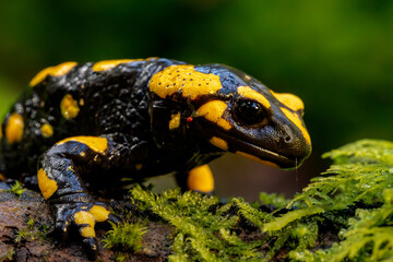 Close-up of a fire salamander (Salamandra salamandra) resting on a mossy log in a vibrant natural environment. Detailed texture and vivid colors highlight its striking markings