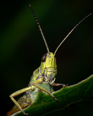 A vibrant green grasshopper perched on a leaf, photographed in macro against a dark background. Highlights the beauty of grasshopper anatomy and details