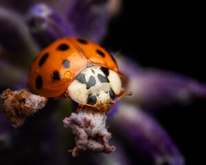 A vivid orange ladybug perches delicately on a lavender flower, its dotted shell standing out against the soft purple petals. A stunning macro composition