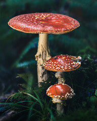 A group of red fly agaric mushrooms (Amanita muscaria) in a forest setting, surrounded by moss and greenery. A magical and vibrant fungi composition in nature