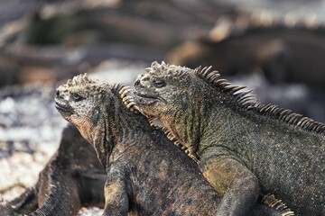 Komodo dragons