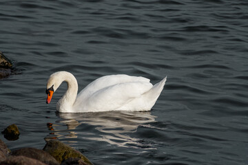 white swan swims in the sea