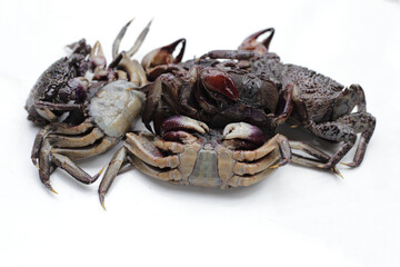 Preserved crabs for ingredient thai food