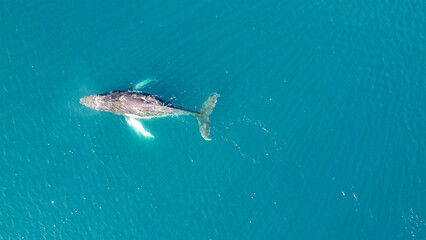 Aerial view of humpback whales diving in the ocean with blue water. Southern Ocean, Antarctica. Megaptera novaeangliae. © Oleksandr Matsibura