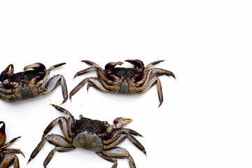 Preserved crabs for ingredient thai food