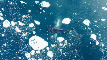 Aerial view of humpback whales diving in the ocean with blue water. Southern Ocean, Antarctica....
