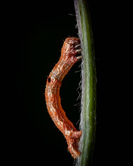 A vibrant orange caterpillar clinging to a stem, highlighted in fine detail against a dark background.