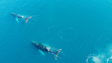 Aerial view of humpback whales diving in the ocean with blue water. Southern Ocean, Antarctica. Megaptera novaeangliae.