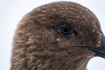 Portrait of South Polar Skua. Stercorarius maccormicki.