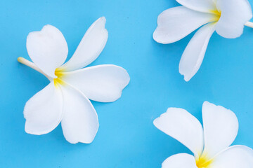 Plumeria or frangipani flower on blue background.