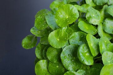 Centella asiatica (gotu kola), Green leaves of water pennywort.