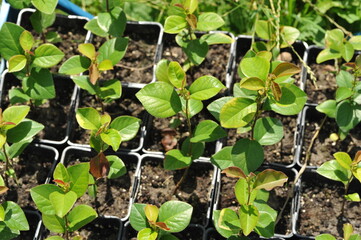 Interesting plants in the garden