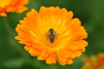 Orange calendula flowers in the garden