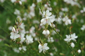 Interesting plants in the garden
