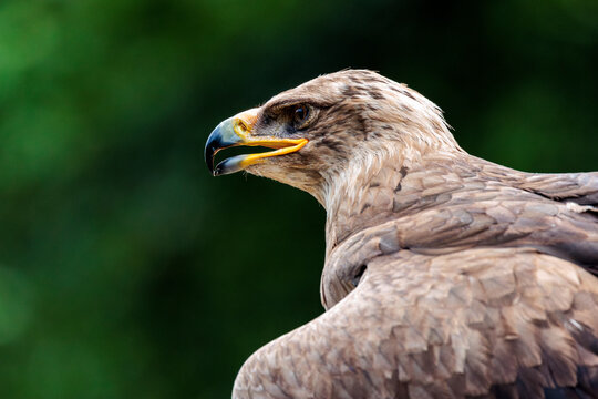 Adler