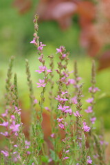 Interesting plants in the garden