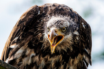 Seeadler