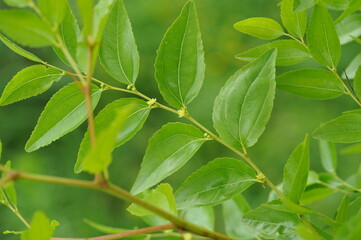 Interesting plants in the garden